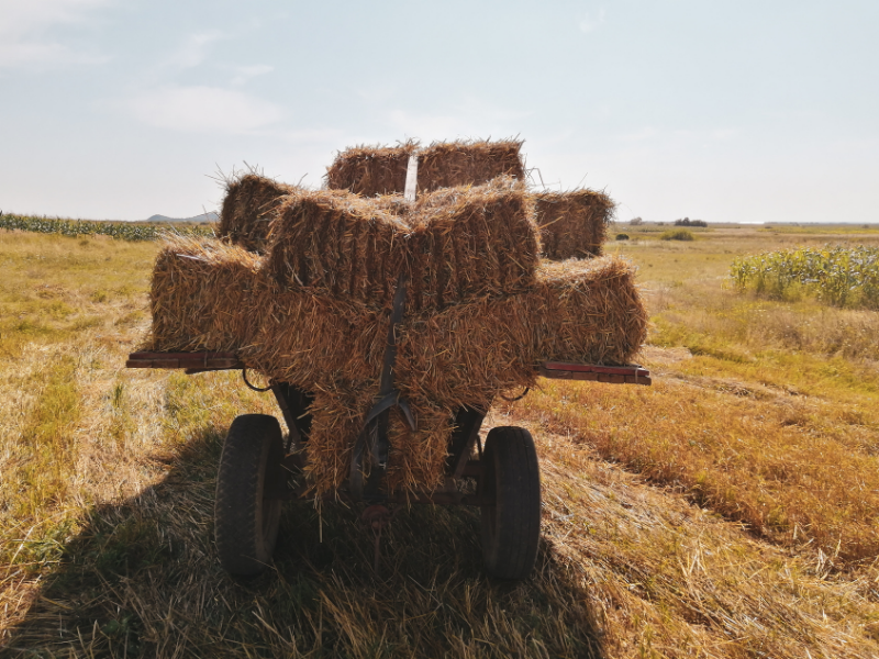 A Harvest of Giving