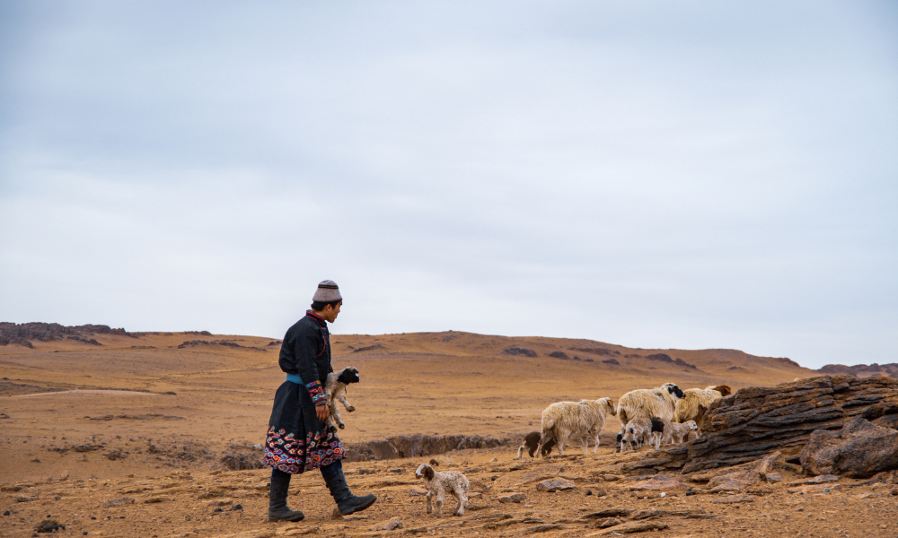 Meeting the Great Shepherd